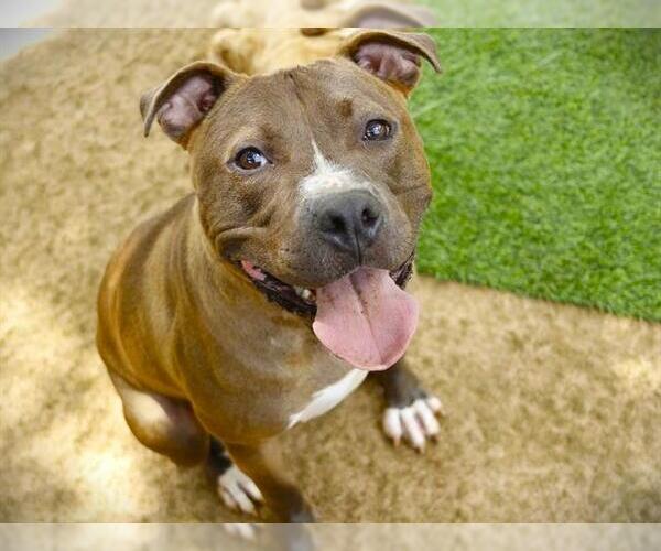 Medium Photo #2 American Staffordshire Terrier Puppy For Sale in Tallahassee, FL, USA