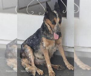 Mutt Dogs for adoption in San Antonio, TX, USA