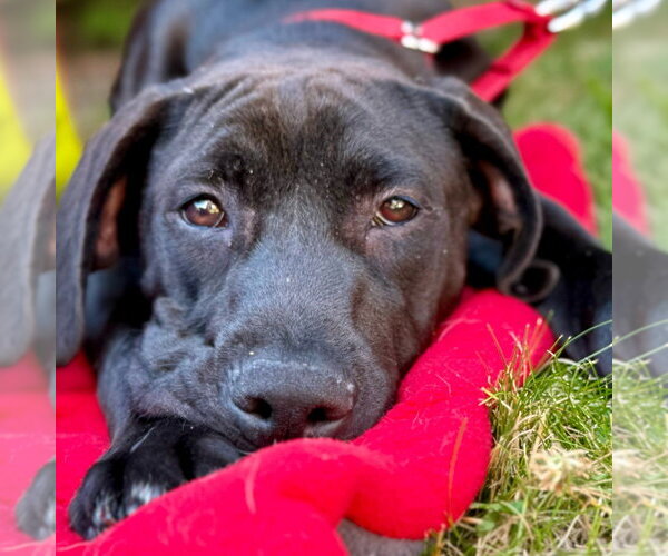 Medium Photo #22 Labrador Retriever-Unknown Mix Puppy For Sale in Canton, CT, USA