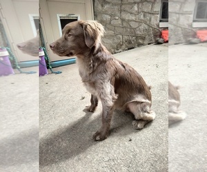 Cockapoo (Miniature) Puppy for sale in BALTIMORE, MD, USA