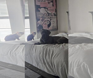 Mutt Dogs for adoption in Goodyear, AZ, USA