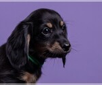 Small Photo #47 Dachshund Puppy For Sale in CROWLEY, TX, USA
