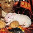 Small Photo #176 Dogo Argentino Puppy For Sale in JANE, MO, USA