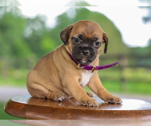 Jug Puppy for sale in LIBERTY, KY, USA