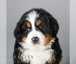 Small #3 Bernese Mountain Dog