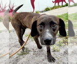 Small #2 Beagle-Plott Hound Mix