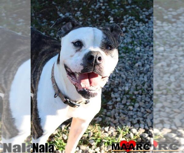 Medium Photo #1 Bulloxer Puppy For Sale in Maryville, TN, USA
