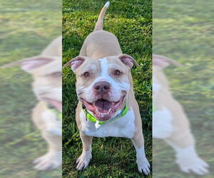 Mutt Dogs for adoption in Akron, OH, USA