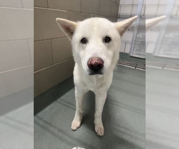 Medium Photo #1 Siberian Husky Puppy For Sale in Baytown, TX, USA