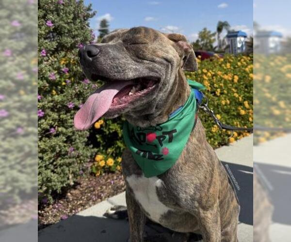 Medium Photo #1 American Pit Bull Terrier Puppy For Sale in Bakersfield, CA, USA