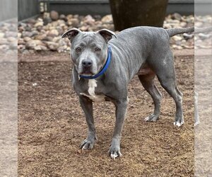 American Staffordshire Terrier-Unknown Mix Dogs for adoption in Kanab, UT, USA
