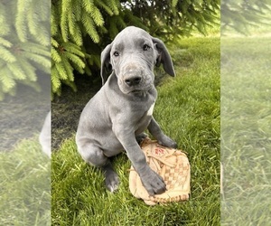 Great Dane Puppy for sale in MIDDLEBURY, IN, USA