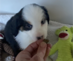Small Photo #6 Miniature American Shepherd Puppy For Sale in PLACERVILLE, CA, USA