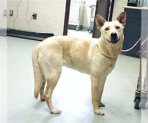 German Shepherd Dog-Unknown Mix Dogs for adoption in Fayetteville, NC, USA