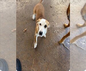 Dachshund-Unknown Mix Dogs for adoption in San Antonio, TX, USA