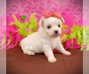 Maltese Puppy for sale in WINNSBORO, LA, USA