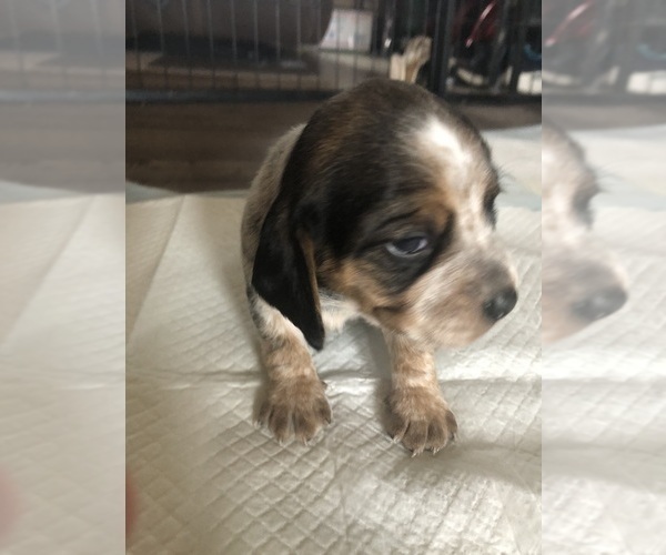 Medium Photo #2 Beagle Puppy For Sale in FORT DODGE, IA, USA