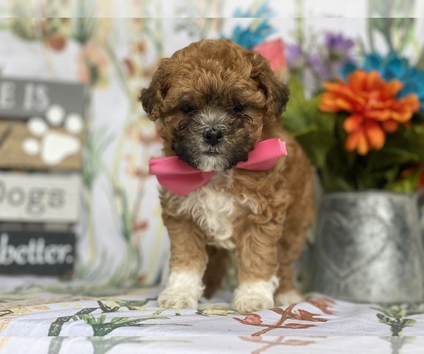 Medium Photo #2 Shih-Poo Puppy For Sale in LANCASTER, PA, USA