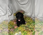 Small Photo #4 Goldendoodle Puppy For Sale in VERO BEACH, FL, USA