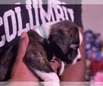 Small Photo #12 Boston Terrier-Collie Mix Puppy For Sale in COLUMBUS, OH, USA