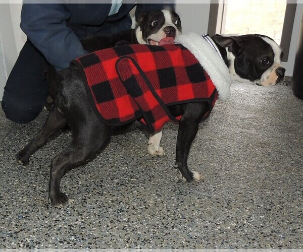 Medium Photo #2 Boston Terrier Puppy For Sale in CARLISLE, KY, USA