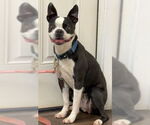 Small Boston Terrier