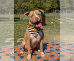 Small #10 American Pit Bull Terrier-American Staffordshire Terrier Mix