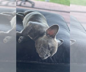 Medium French Bulldog