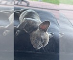 Puppy Puppy 3 Chanel French Bulldog