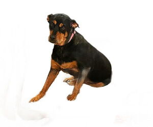 Rottweiler Dogs for adoption in Gilbert, AZ, USA