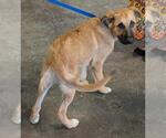 Small Anatolian Shepherd-German Shepherd Dog Mix