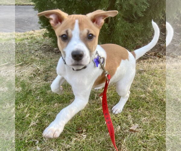 Medium Photo #4 Feist Terrier-Jack Russell Terrier Mix Puppy For Sale in Batavia, OH, USA