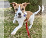 Small #3 Feist Terrier-Jack Russell Terrier Mix