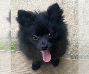 Pomeranian Puppy for sale in CHATSWORTH, GA, USA