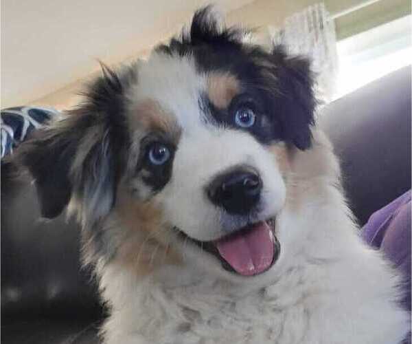 Medium Photo #1 Miniature Australian Shepherd Puppy For Sale in VERNONIA, OR, USA