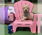 Small Photo #6 Goldendoodle Puppy For Sale in CLIMAX, NC, USA