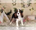 Small Photo #13 Cavalier King Charles Spaniel Puppy For Sale in WARSAW, IN, USA