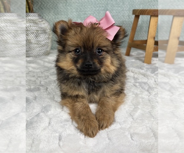 Medium Photo #5 Pomeranian Puppy For Sale in FRANKLIN, IN, USA