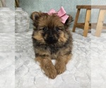 Small #4 Pomeranian