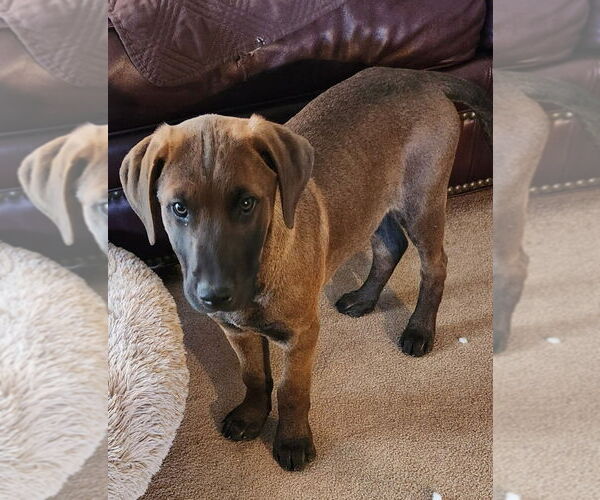 Medium Photo #4 Doberman Pinscher-Unknown Mix Puppy For Sale in Lake Forest, CA, USA