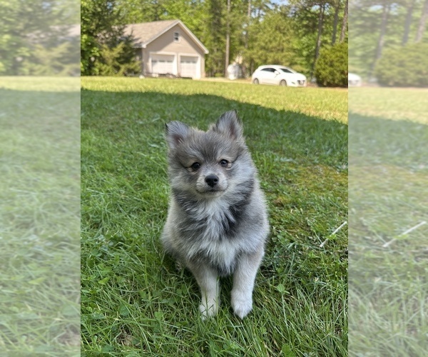 Medium Photo #3 Pomsky Puppy For Sale in GREENVILLE, MO, USA