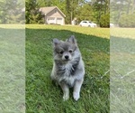 Small #2 Pomsky