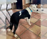 Small #2 Border Collie Mix