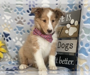 Shetland Sheepdog Puppy for sale in LANCASTER, PA, USA