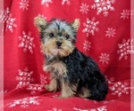 Small Photo #7 Yorkshire Terrier Puppy For Sale in GLEN ROCK, PA, USA