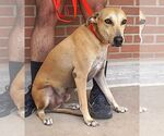 Small #3 Labrador Retriever Mix