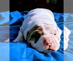 Small Photo #14 American Bulldog Puppy For Sale in MILLS RIVER, NC, USA