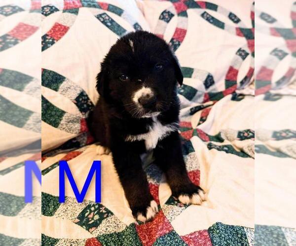 Medium Photo #1 Retriever -Unknown Mix Puppy For Sale in Calgary, Alberta, Canada