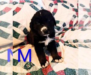 Retriever -Unknown Mix Dogs for adoption in Calgary, Alberta, Canada