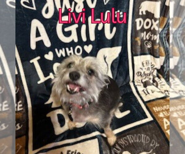 Medium Photo #9 Mutt Puppy For Sale in San Antonio, TX, USA